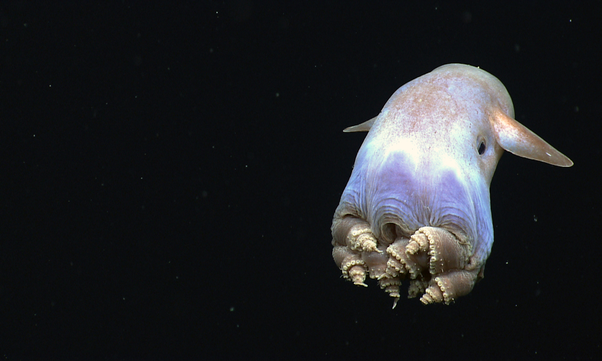 Strange Octopus With Ear Like Fins Is Deepest Living Octopus Known