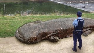 World S Biggest Amphibian Discovered In Museum - vrogue.co