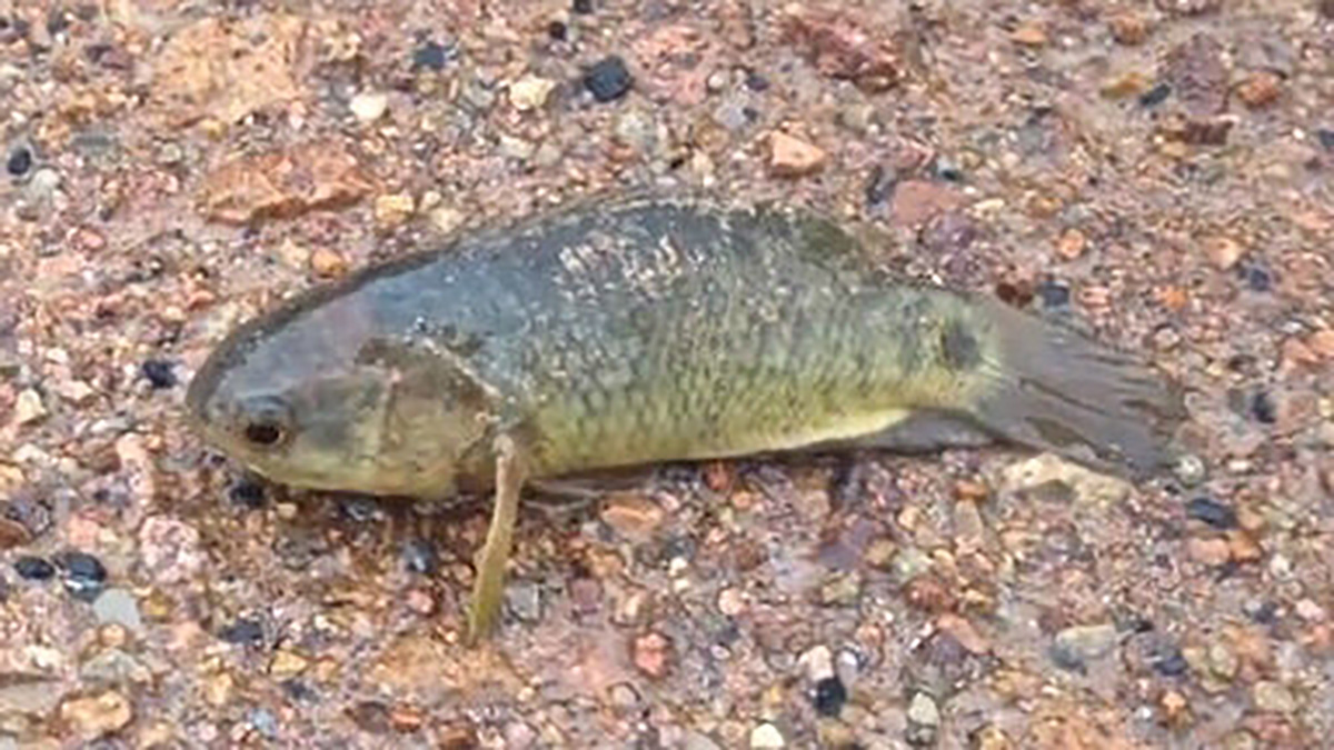 Walking Fish Can Choke Out Birds