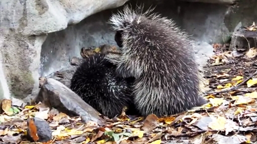 How Do Porcupines Have Sex 7