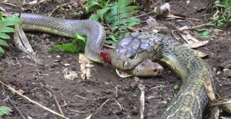 king-cobra-vs-spitting-cobra-roaring-earth