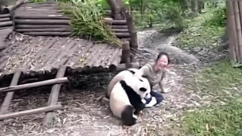 Vicious Panda Attacks! | Roaring Earth