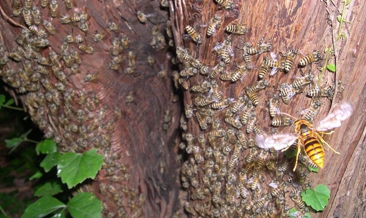 Japanese Honeybees Can Cook Giant Hornets | Roaring Earth