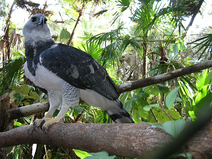 Harpy Eagle Snatches Monkeys and Sloths off Branch
