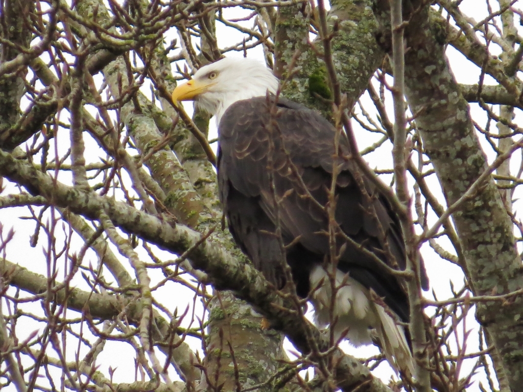 Bald Eagles Eat Cat