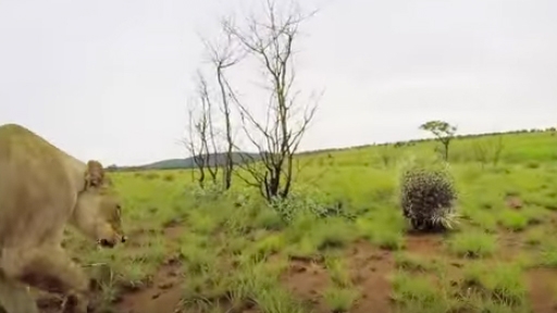 lion vs porcupine 2