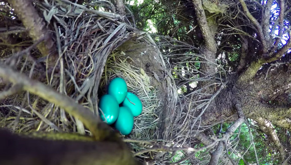 The eggs' last moment...