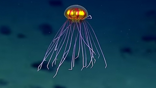 Spider-like Jellyfish Looks Out Of This World