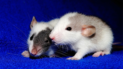 rats 2