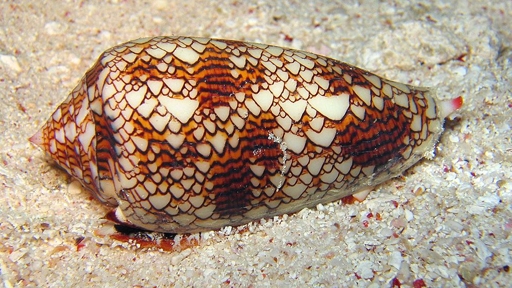 cone snail 2