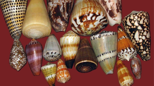 cone snails