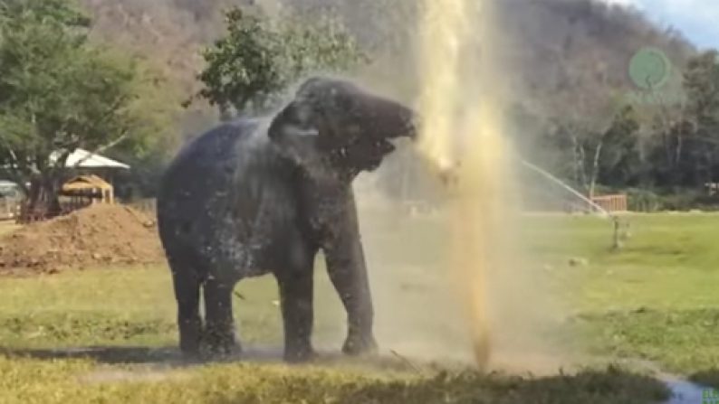 giant elephant sprinkler