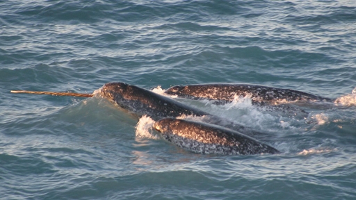 narwhal 3