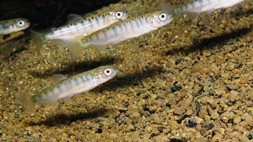 salmon juv