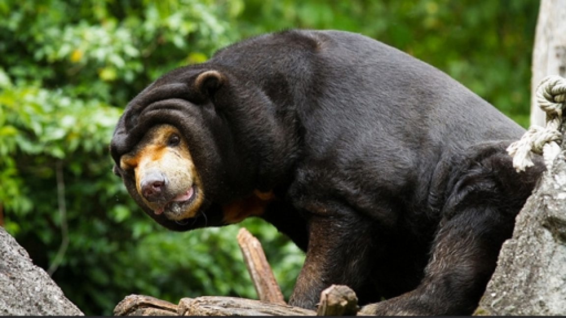 Why Do These Bears Have Such Long Tongues?