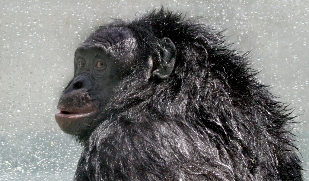 Bonobo_Kanzi_postshower_2005-07-23_GATI_330crop_(2014_11_14_01_04_18_UTC)