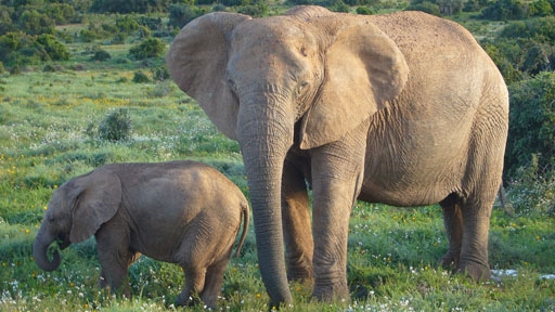 african-elephants