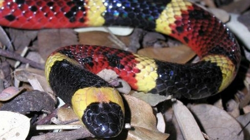 coral-snake-web