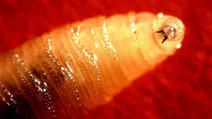 Horrifying Photos Muscle Worms Found In Deer You Wont Believe This - yws8zfu
