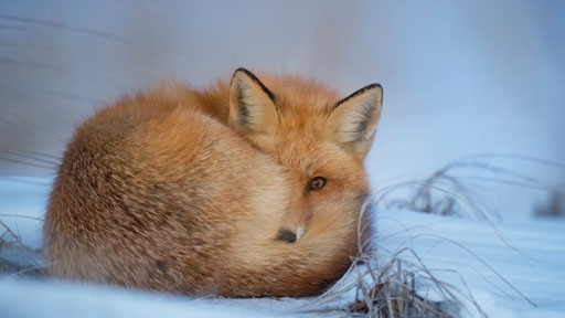 fox