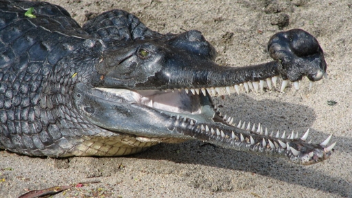 gharial-1
