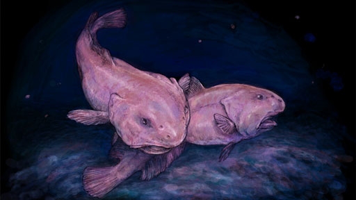 blobfish-in-situ