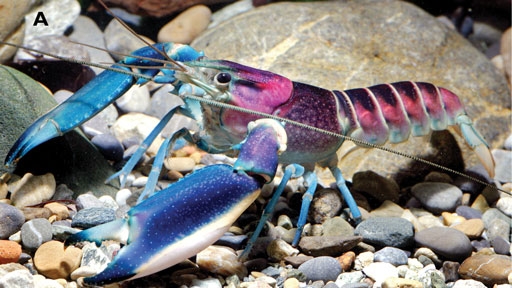 blue-crayfish-cherax_pulcher_43003_1