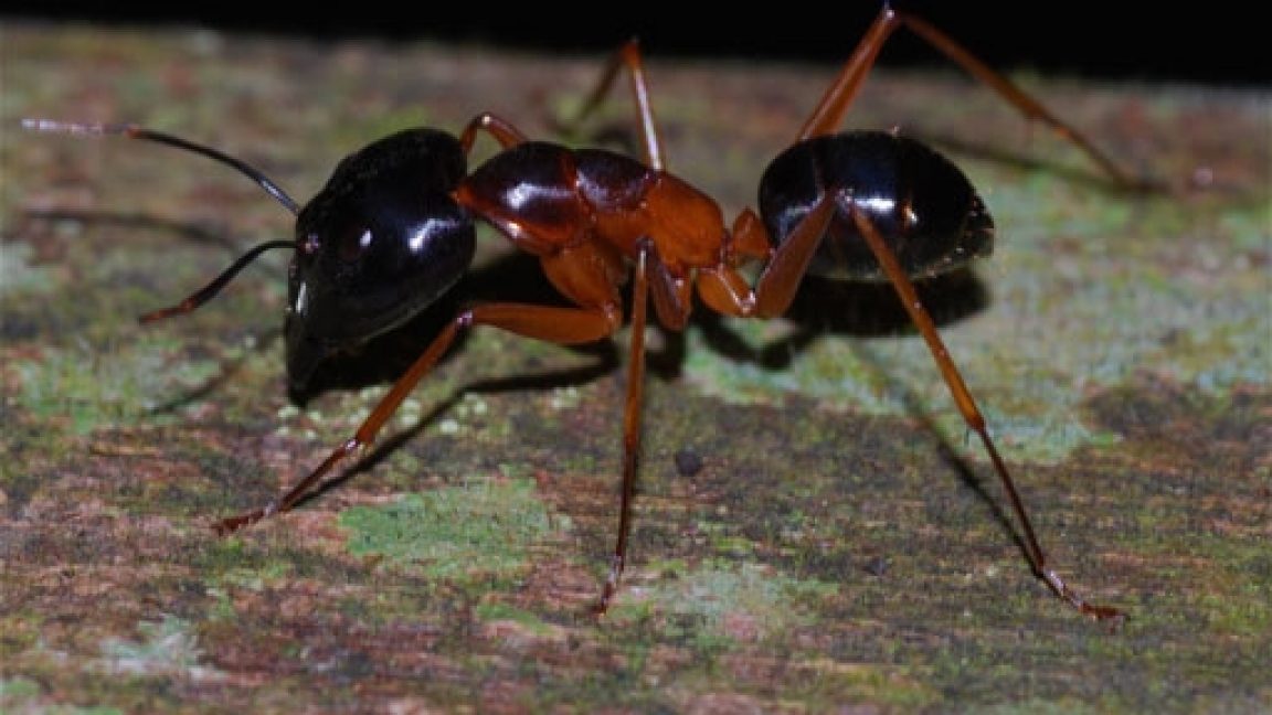 This Killer Ant Explodes to Take Out Its Enemies