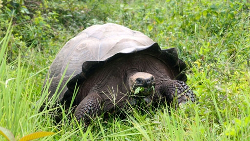 chelonoidis_donfaustoi_15072109070-eastern-santa-cruz-tortoise
