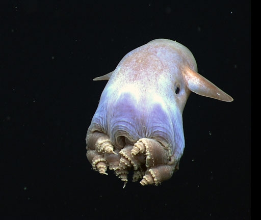 dumbo-octopus