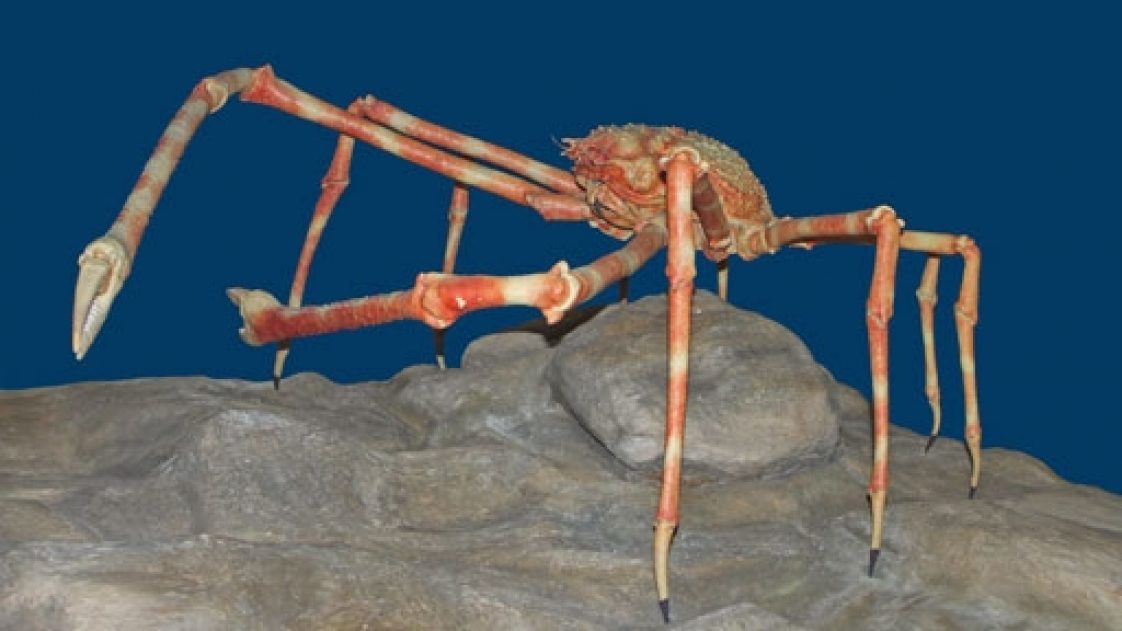 Giant Japanese Spider Crabs Can Grow Bigger Than People