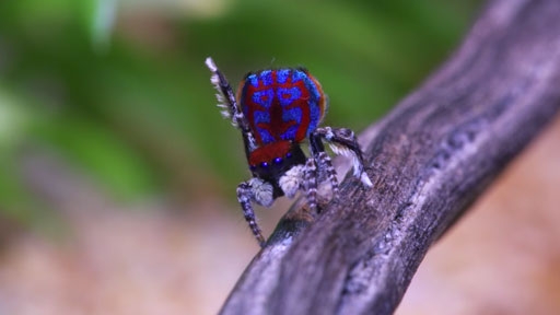 peacock-spider