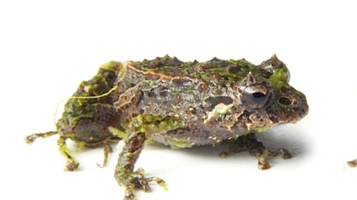 pristimantis-mutabilis-mutable-treefrog