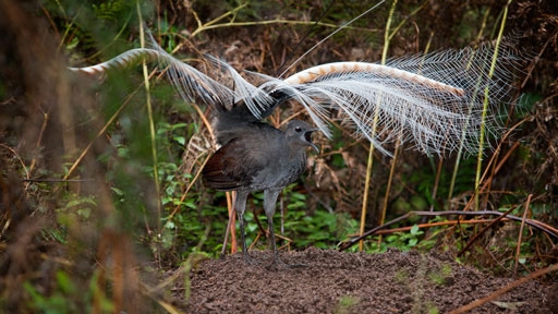 superb_lyrebird_mound_dance_resized