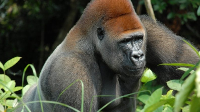 gorilla gang gorilla gang