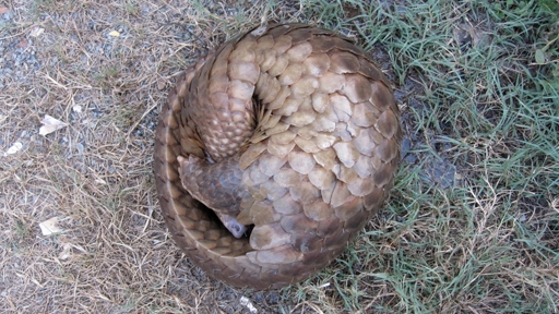 pangolin