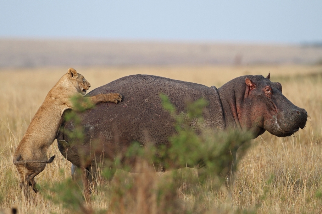 Lion Attacks Hippo, Regrets It Immediately
