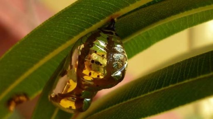 This Unbelievable Butterfly Chrysalis Looks Like Gold