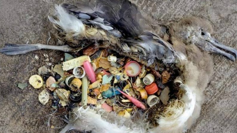 Suit of Armor Found in Shark Stomach?! Animals Eating Unbelievable