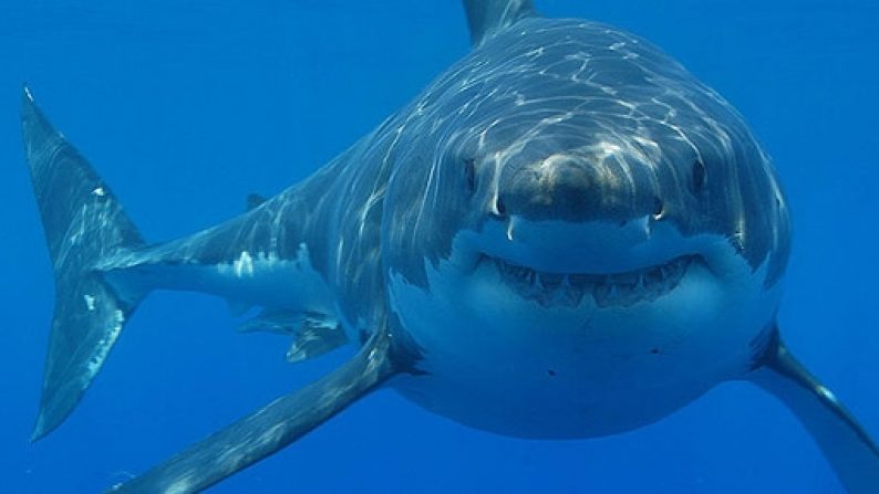 the-5-most-dangerous-shark-species-roaring-earth