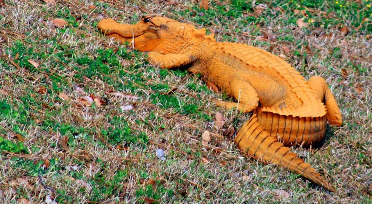 Orange Alligators Roaming the Carolinas