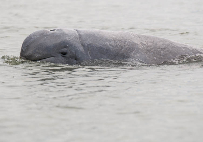 Can you name this species?