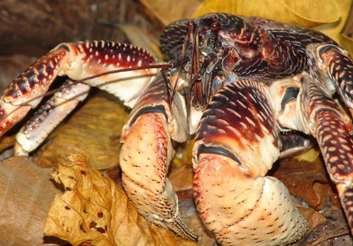 Can you name this species?