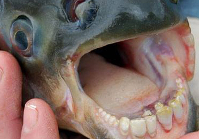 Can you name this species?