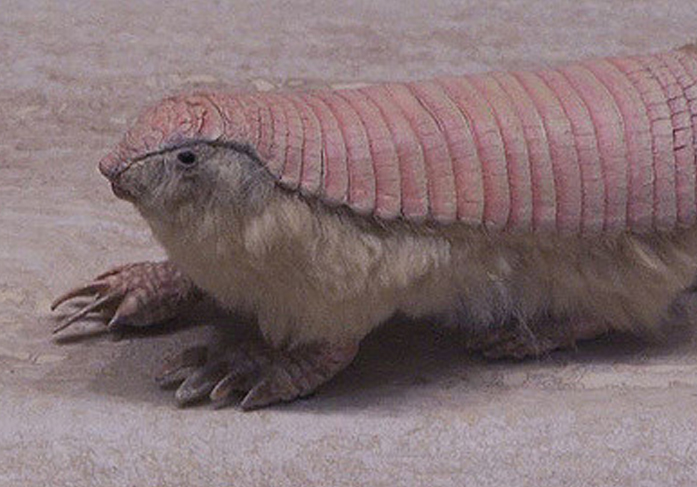 Can you name this species?