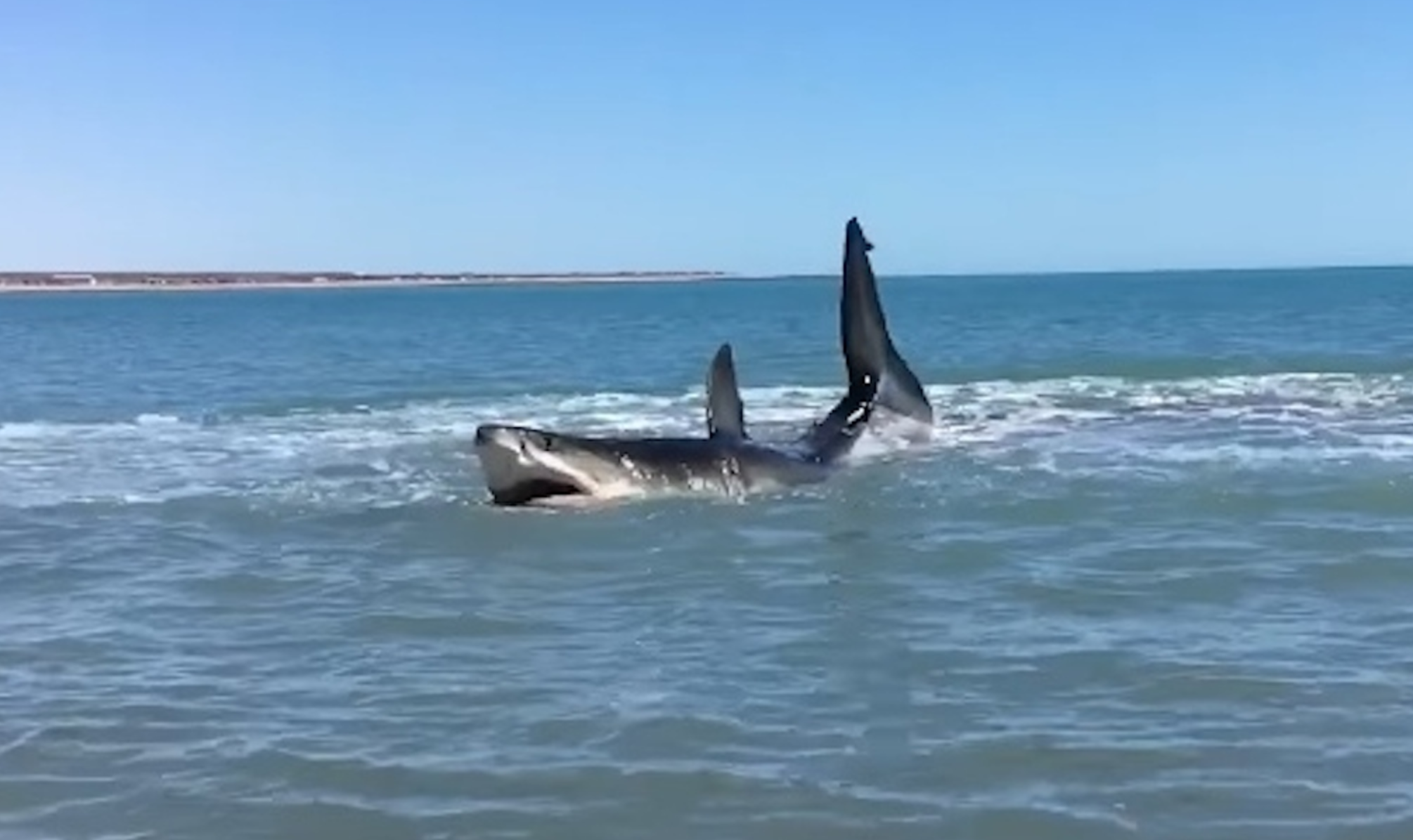 Massive Great White Shark Nearly Beaches Itself [video] - Roaring Earth