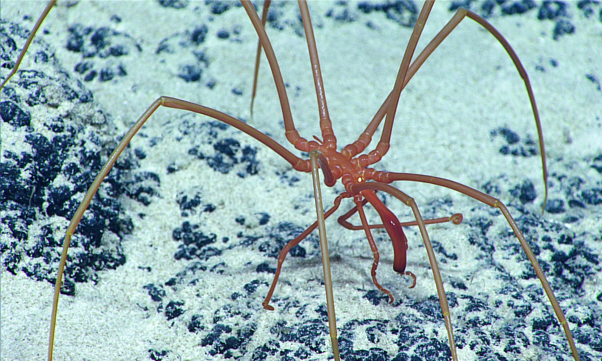 Sea Spiders Breathe With Their Intestines