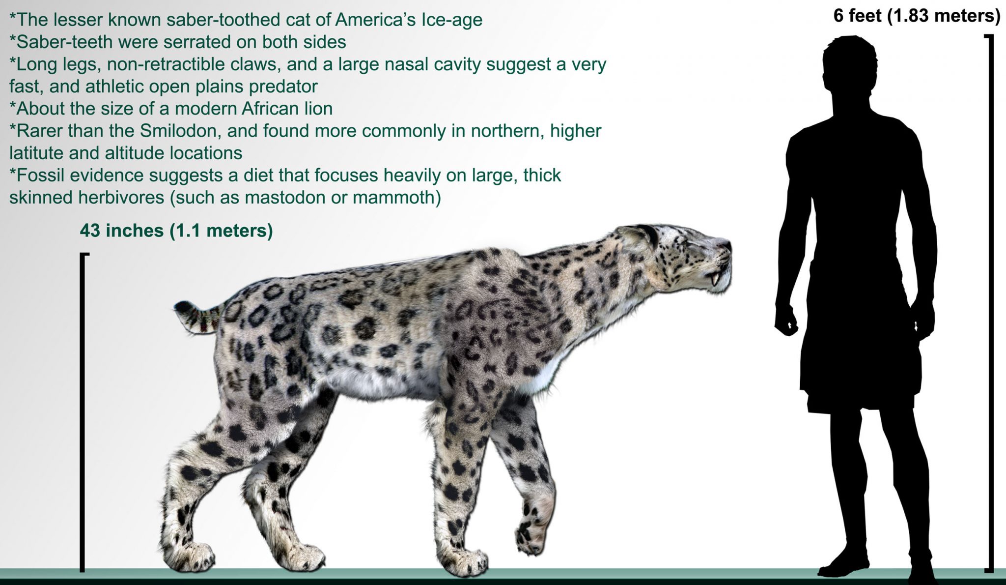 This Ancient Cat with "SteakKnife Teeth" Walked Alongside Early Humans
