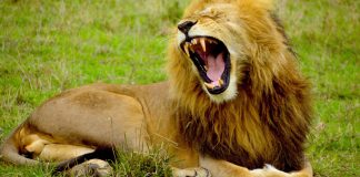 hd lion growl hd lion growl