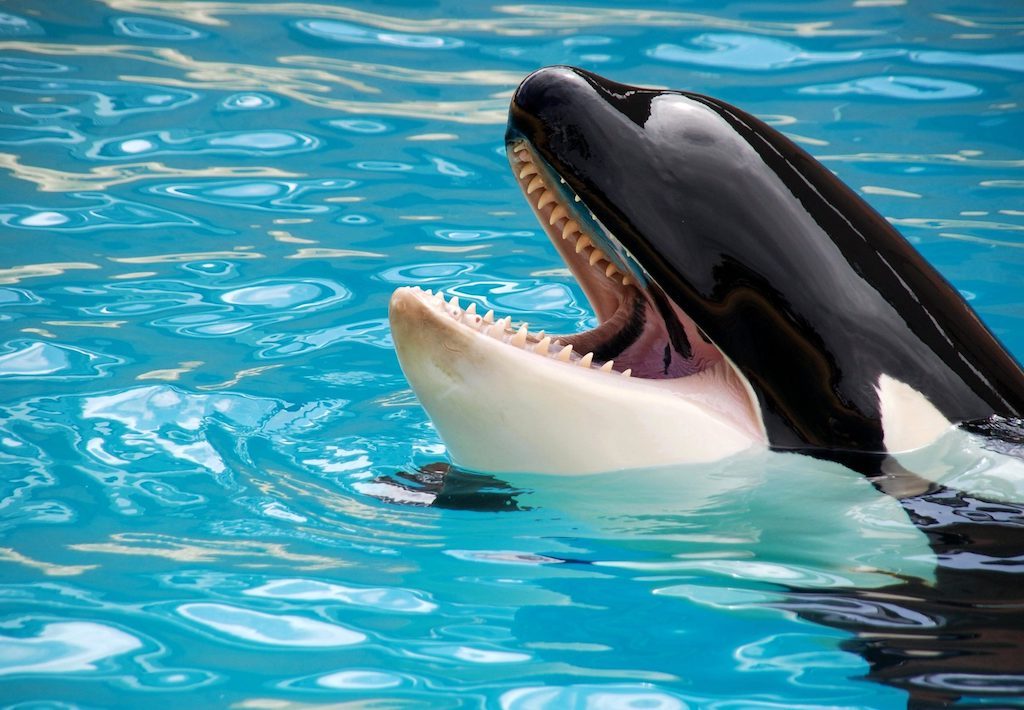 scientists-trained-an-orca-to-imitate-human-speech